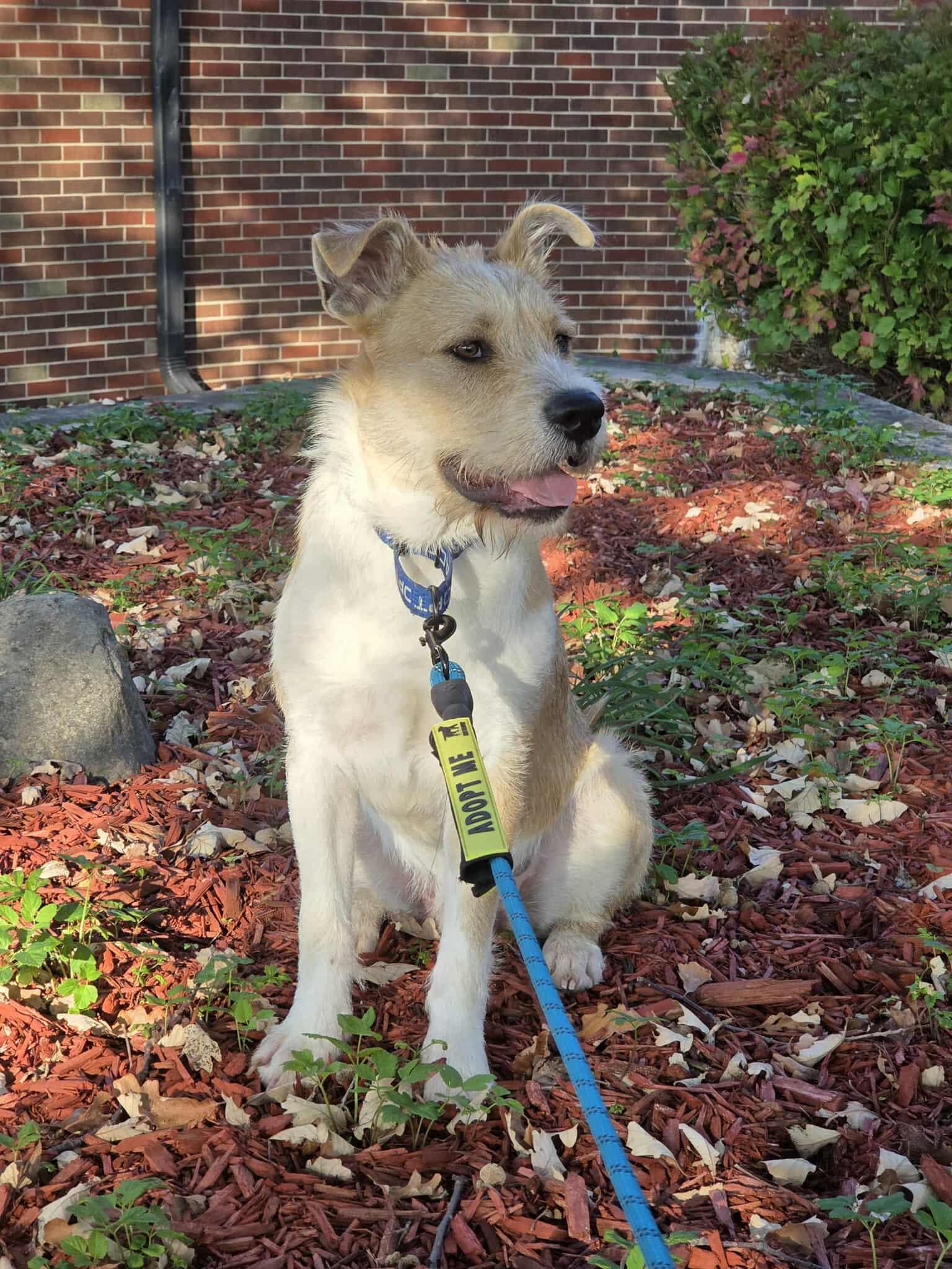 Buccaneer thumbnail 6