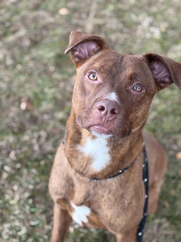 Enlarge Monkey Fist, a Adoptable mixed breed in Lancaster, OH image 1/1