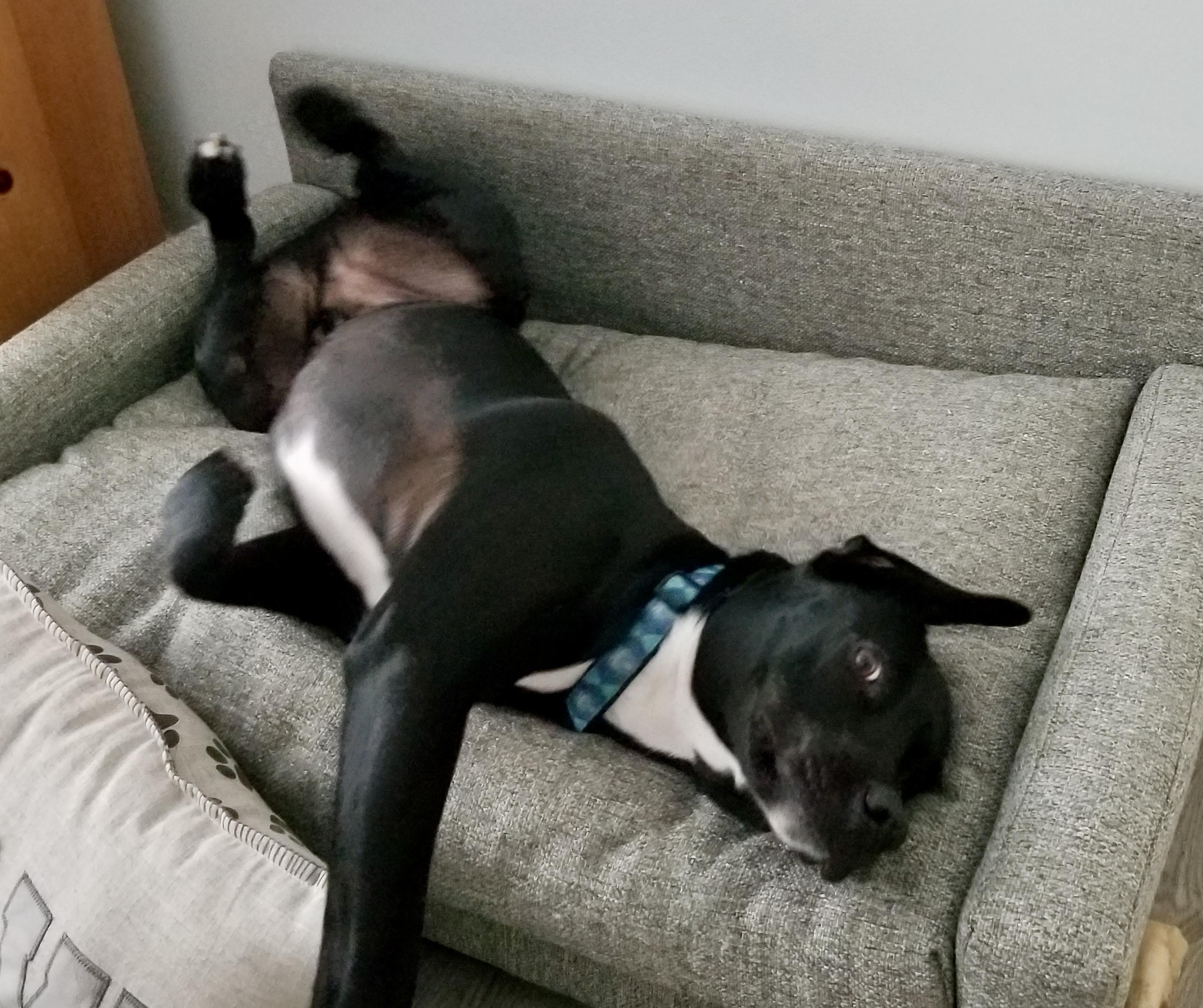 Enlarge RU , a ADOPTABLE mixed breed in Media, PA image 2/6