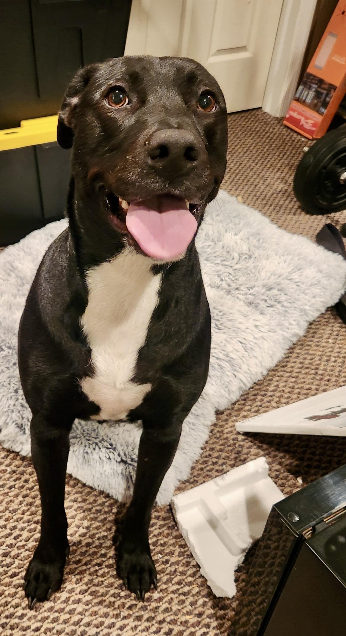 Enlarge RU , a ADOPTABLE mixed breed in Media, PA image 5/6