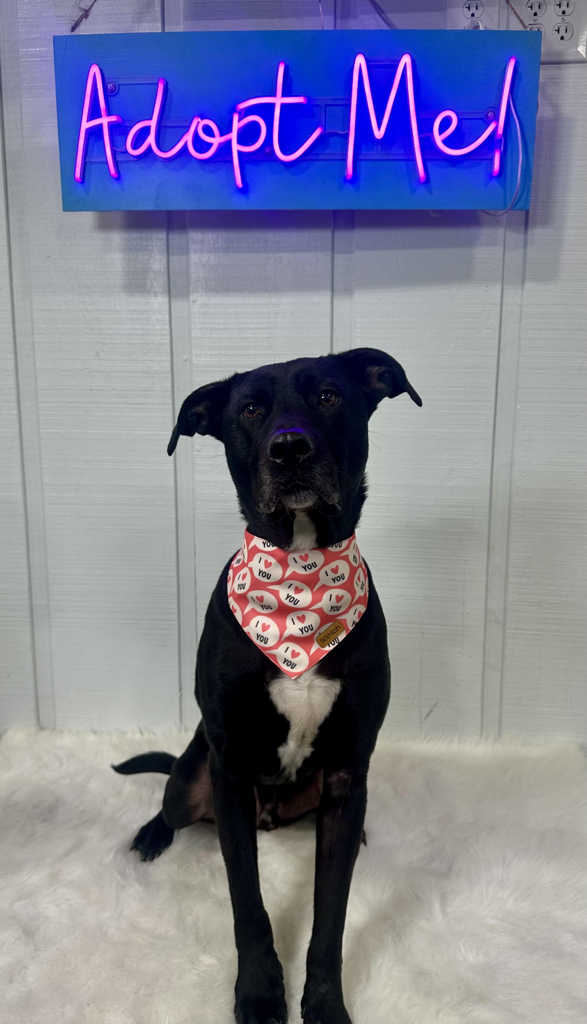 Enlarge RU , a ADOPTABLE mixed breed in Media, PA image 3/6