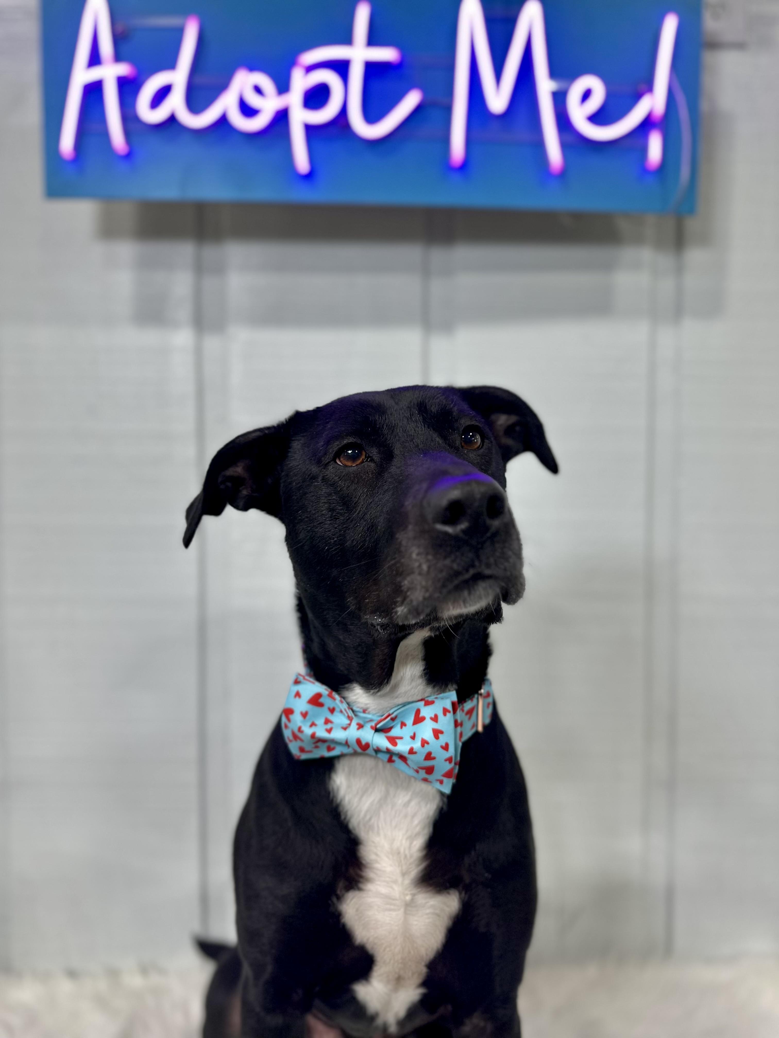 Enlarge RU , a ADOPTABLE mixed breed in Media, PA image 1/6