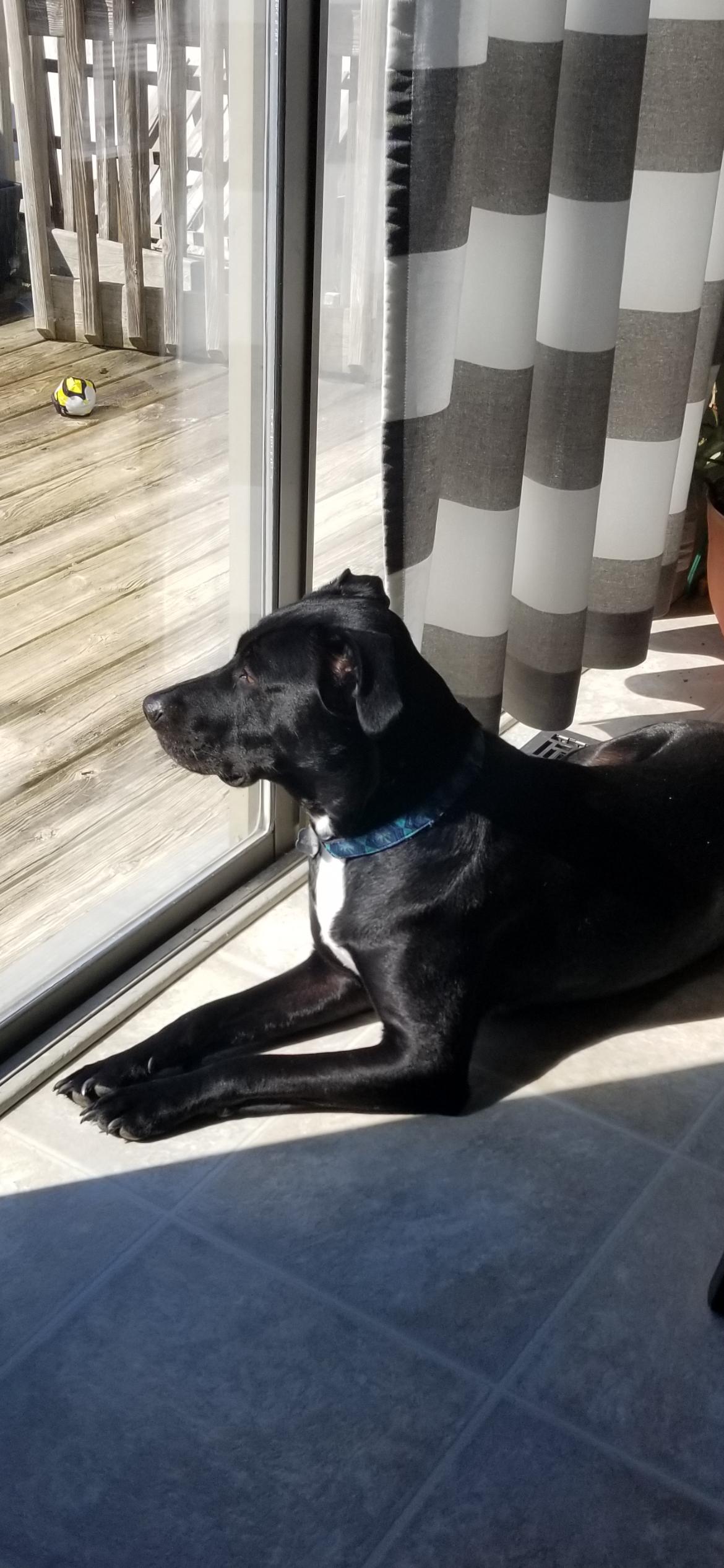 Enlarge RU , a ADOPTABLE mixed breed in Media, PA image 4/6