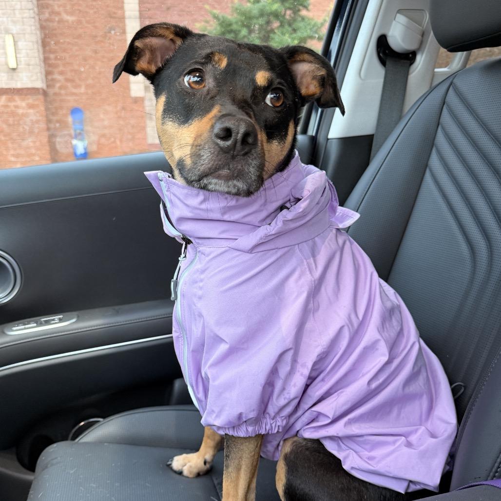 Zola - In Foster (Adoption Fee SPONSORED!), Adoptable, Adult Female Mixed Breed.