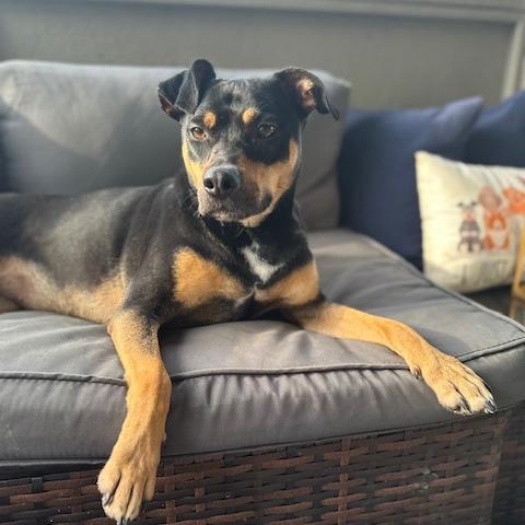 Zola (Adoption Fee-SPONSORED!) In Foster, Adoptable, Adult Female Mixed Breed.