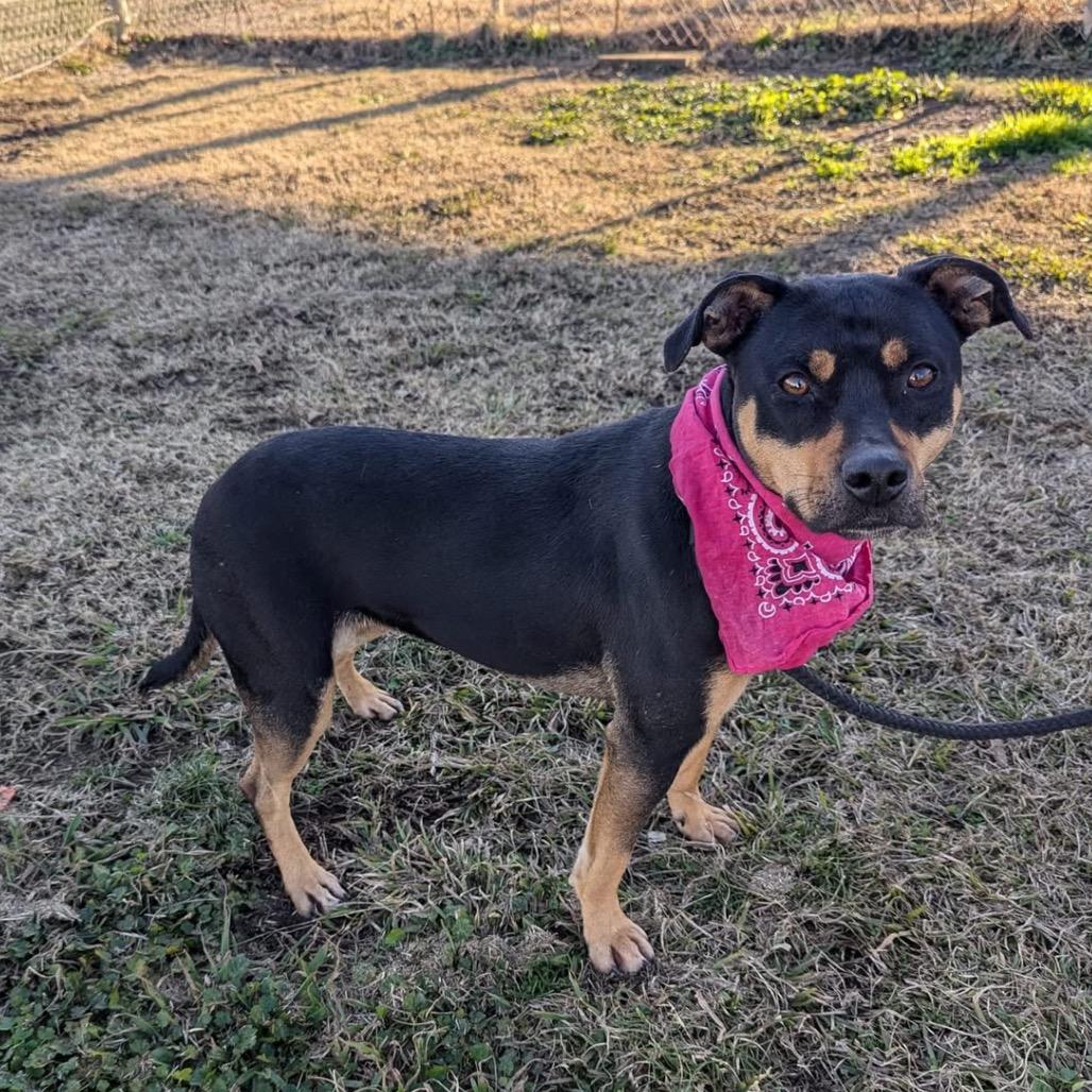 Zola (Adoption Fee-SPONSORED!) In Foster, Adoptable, Adult Female Mixed Breed.