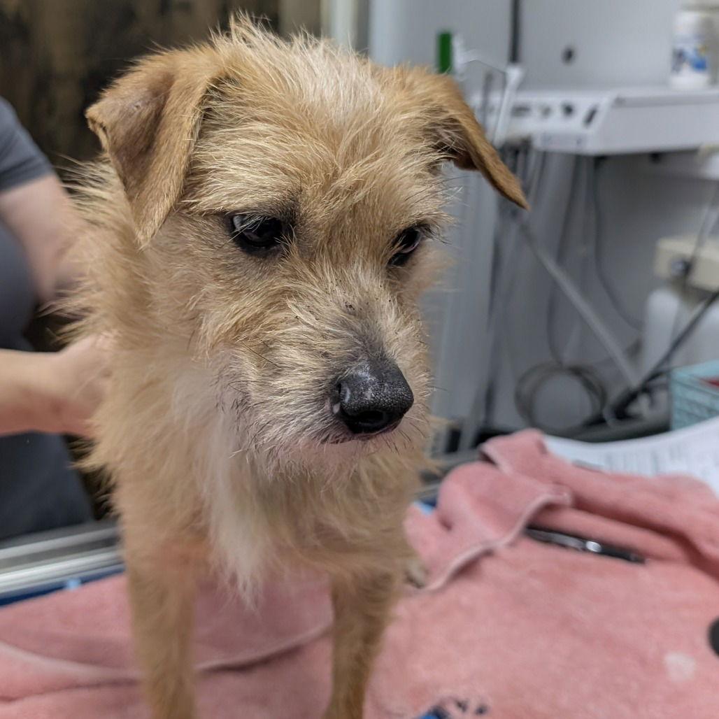 MARISSA, Adopted, Young Female Terrier.