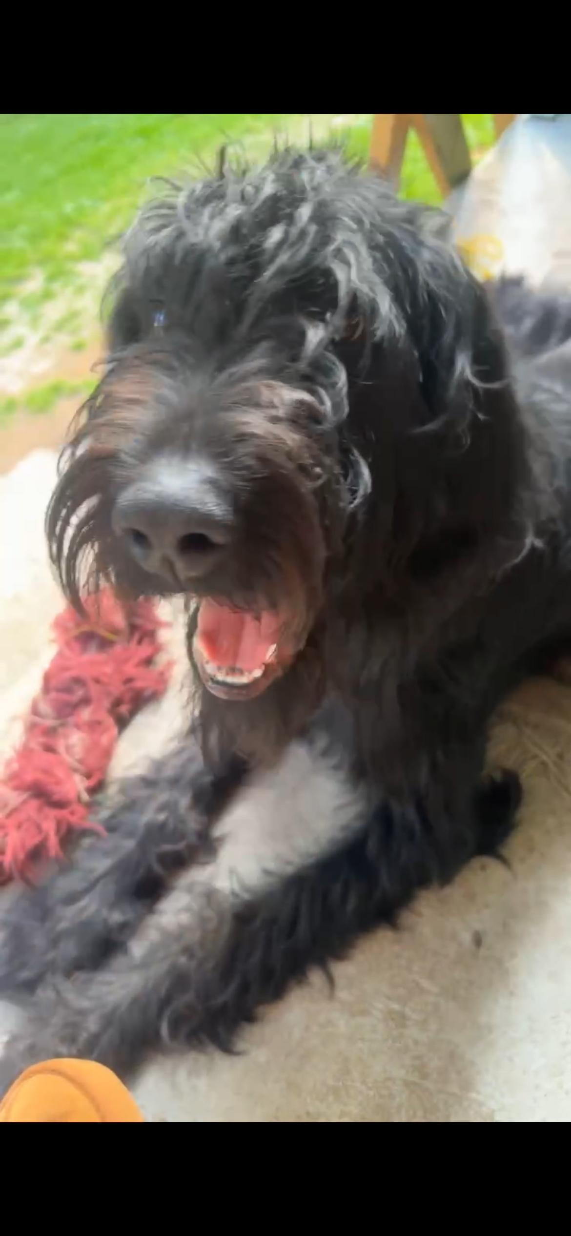 Emmy, ADOPTABLE, Young Female Labradoodle.