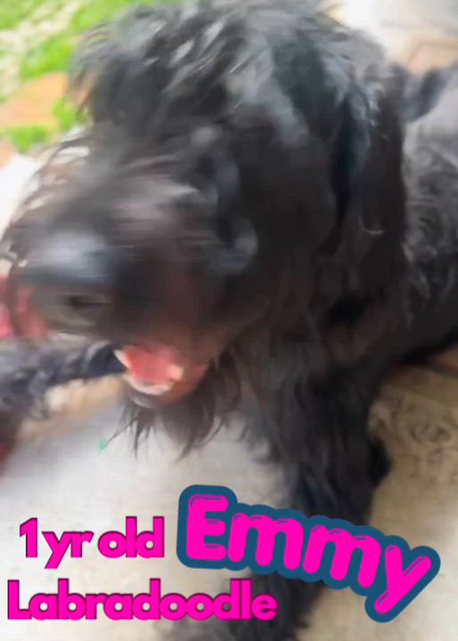 Enlarge Emmy, a ADOPTABLE Labradoodle in Tyler Hill, PA video 1/2