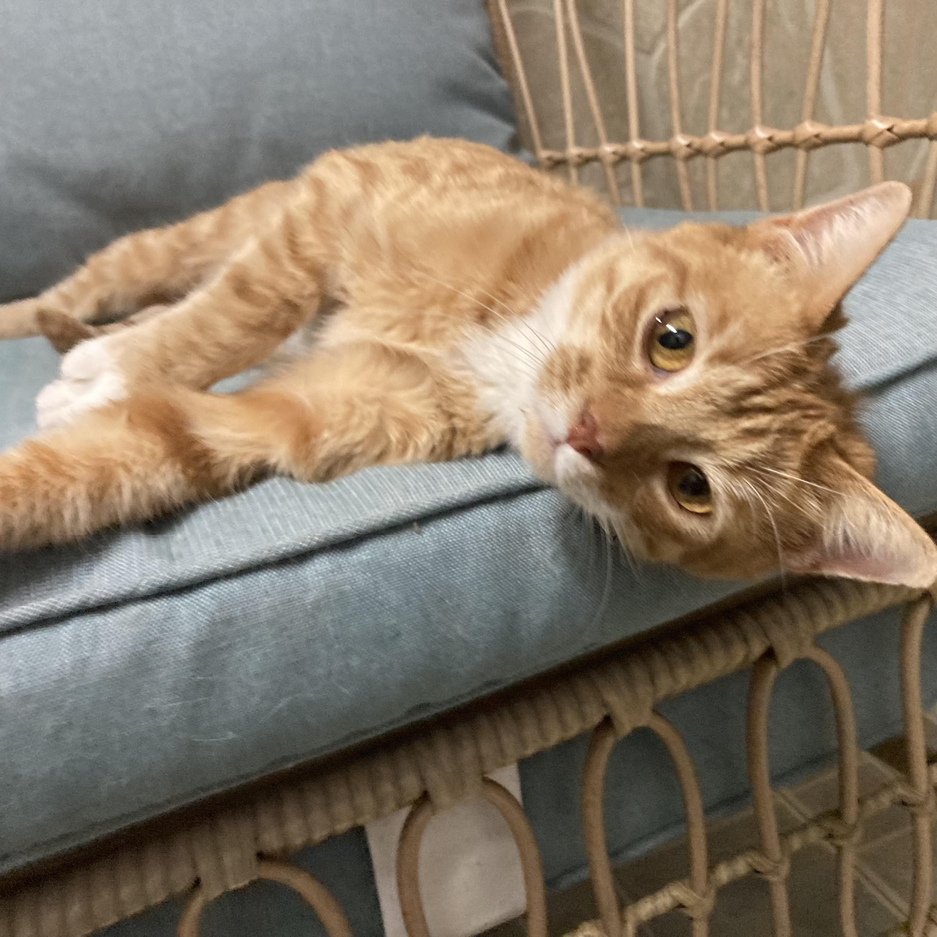 Enlarge Rowena (Female), a ADOPTABLE Domestic Short Hair in Massillon , OH image 1/5