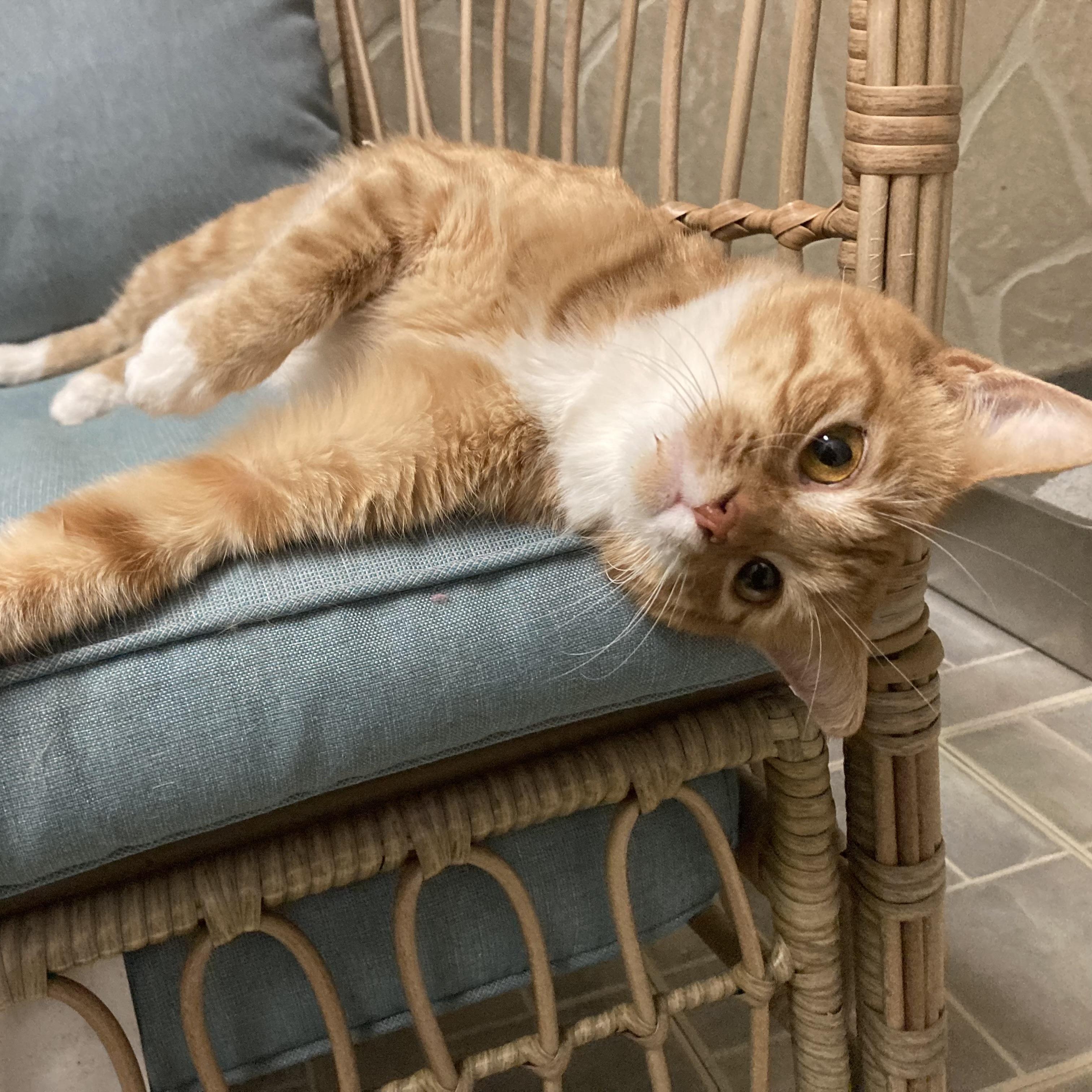 Enlarge Rowena (Female), a ADOPTABLE Domestic Short Hair in Massillon , OH image 4/5