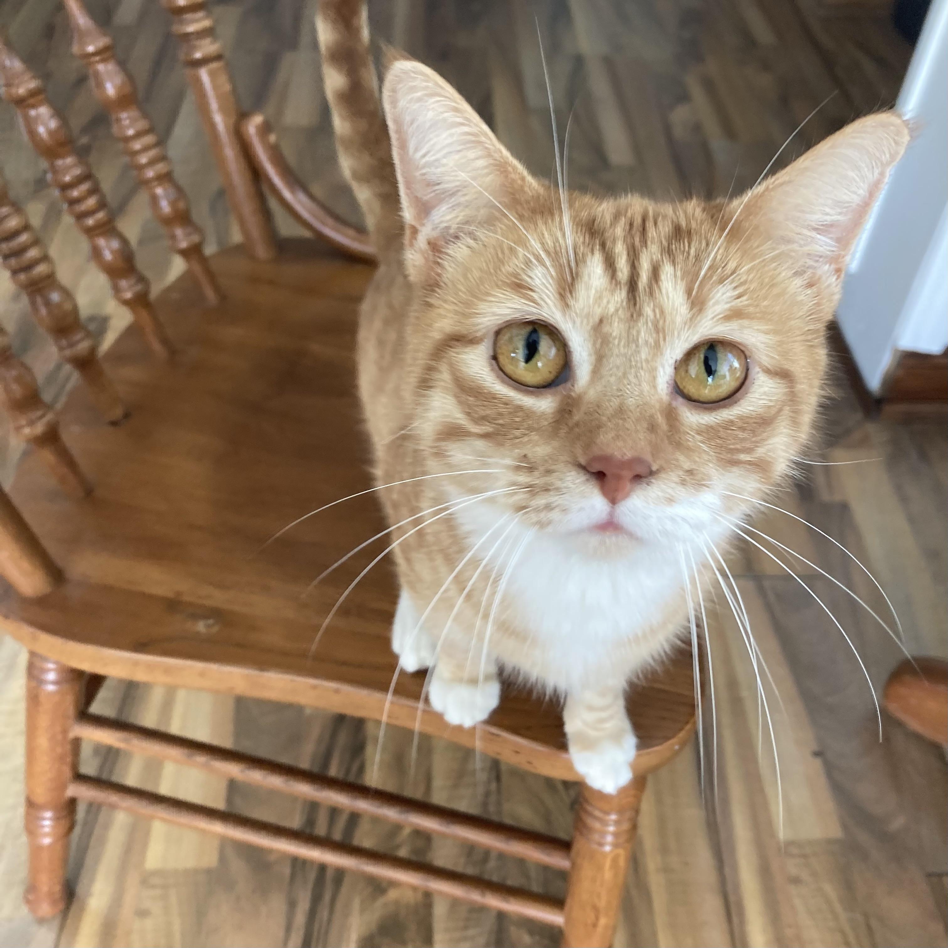 Enlarge Rowena (Female), a ADOPTABLE Domestic Short Hair in Massillon , OH image 3/5