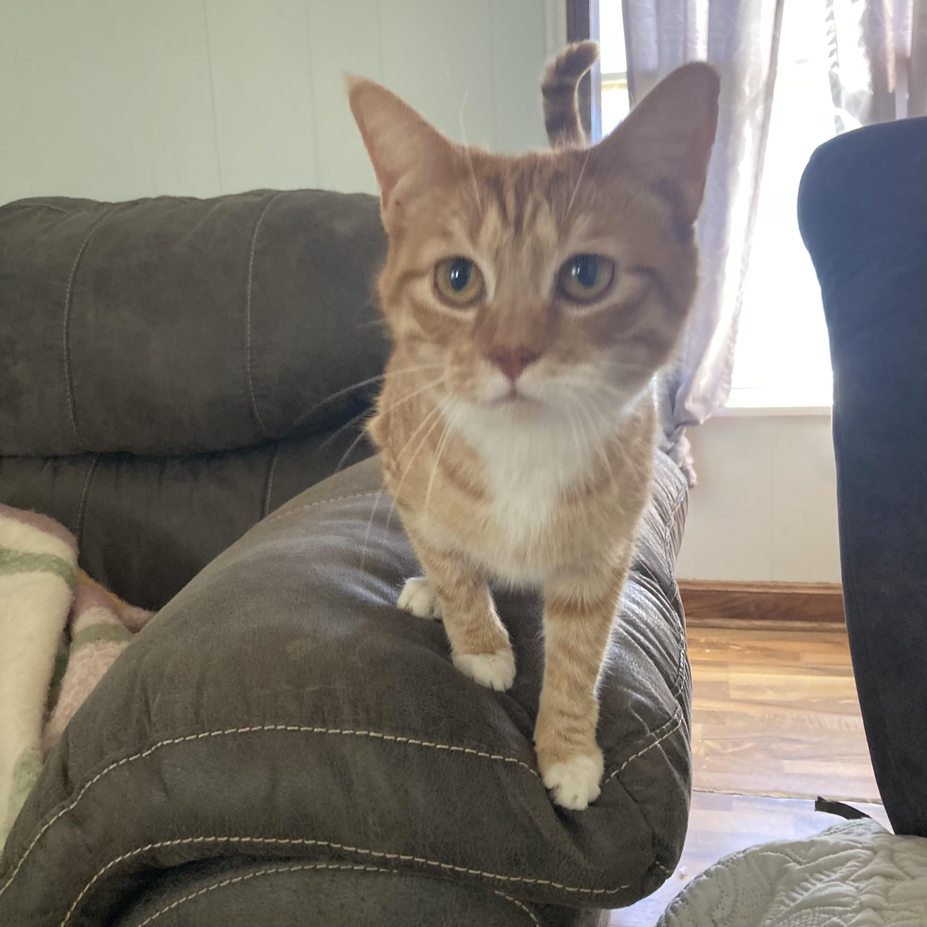 Enlarge Rowena (Female), a ADOPTABLE Domestic Short Hair in Massillon , OH image 2/5