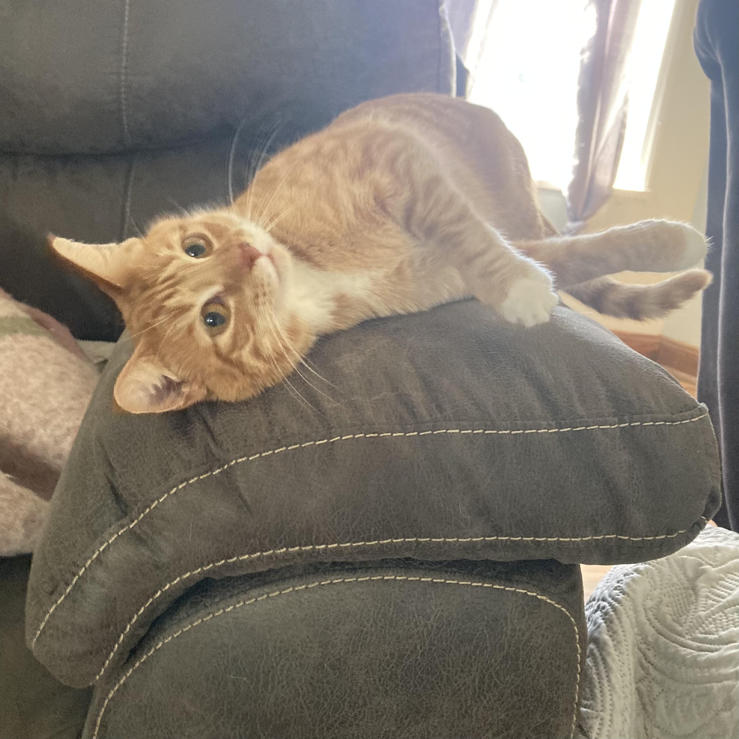 Enlarge Rowena (Female), a ADOPTABLE Domestic Short Hair in Massillon , OH image 5/5