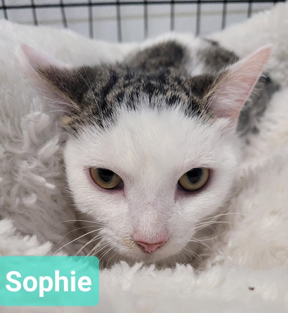 Sophie photo