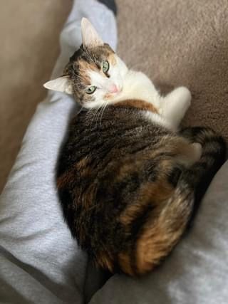 Enlarge Irene, a Adoptable mixed breed in River Forest, IL image 4/6