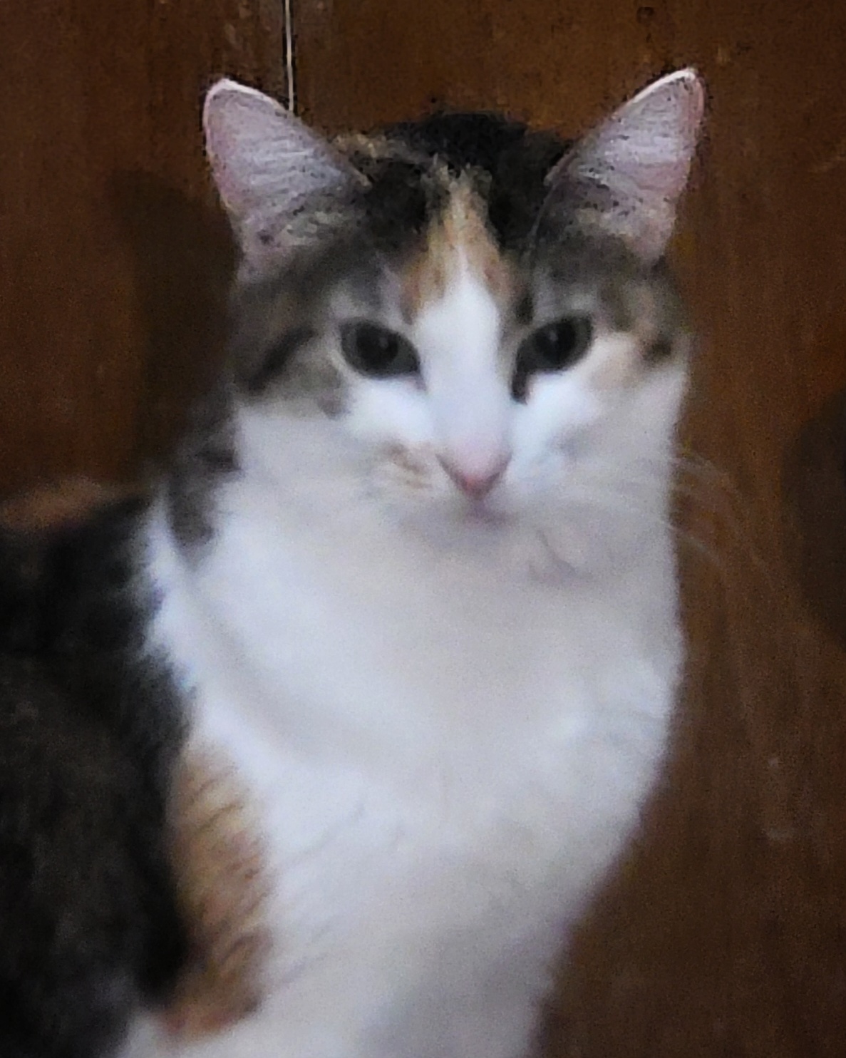 Enlarge Irene, a Adoptable mixed breed in River Forest, IL image 5/6