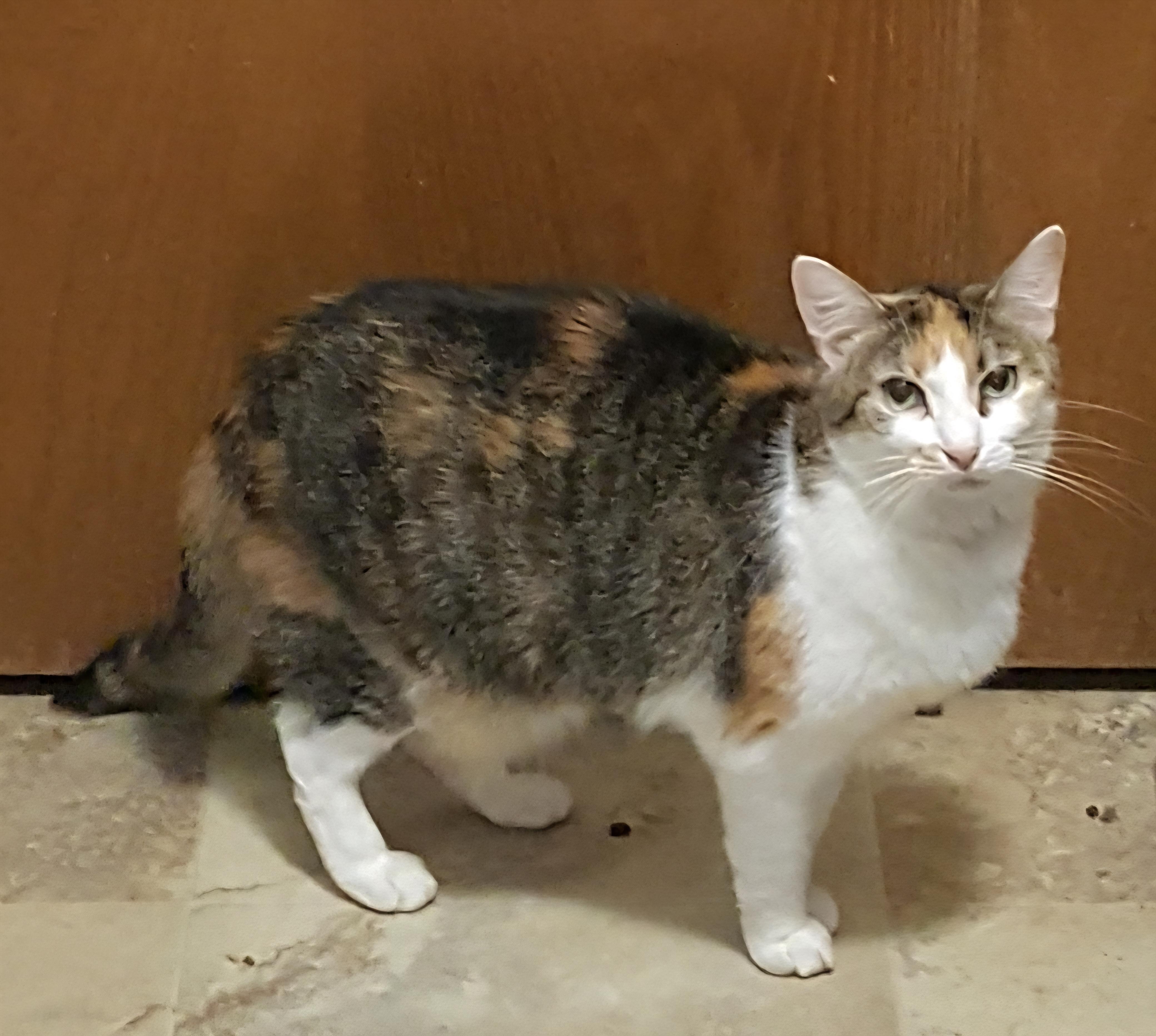 Enlarge Irene, a Adoptable mixed breed in River Forest, IL image 6/6