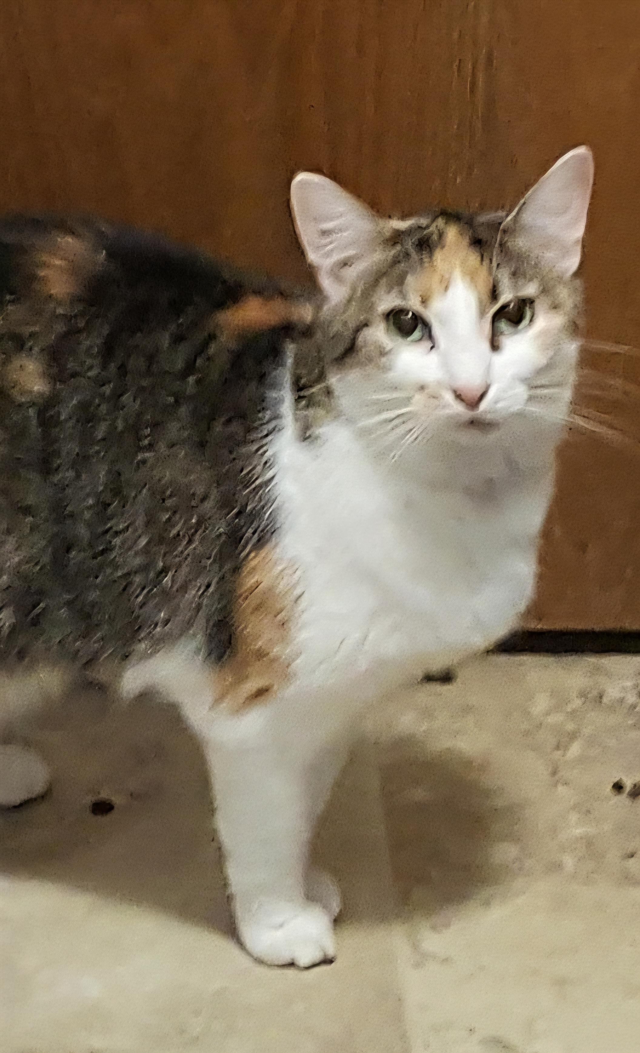 Irene, Adoptable, Adult Female Calico.