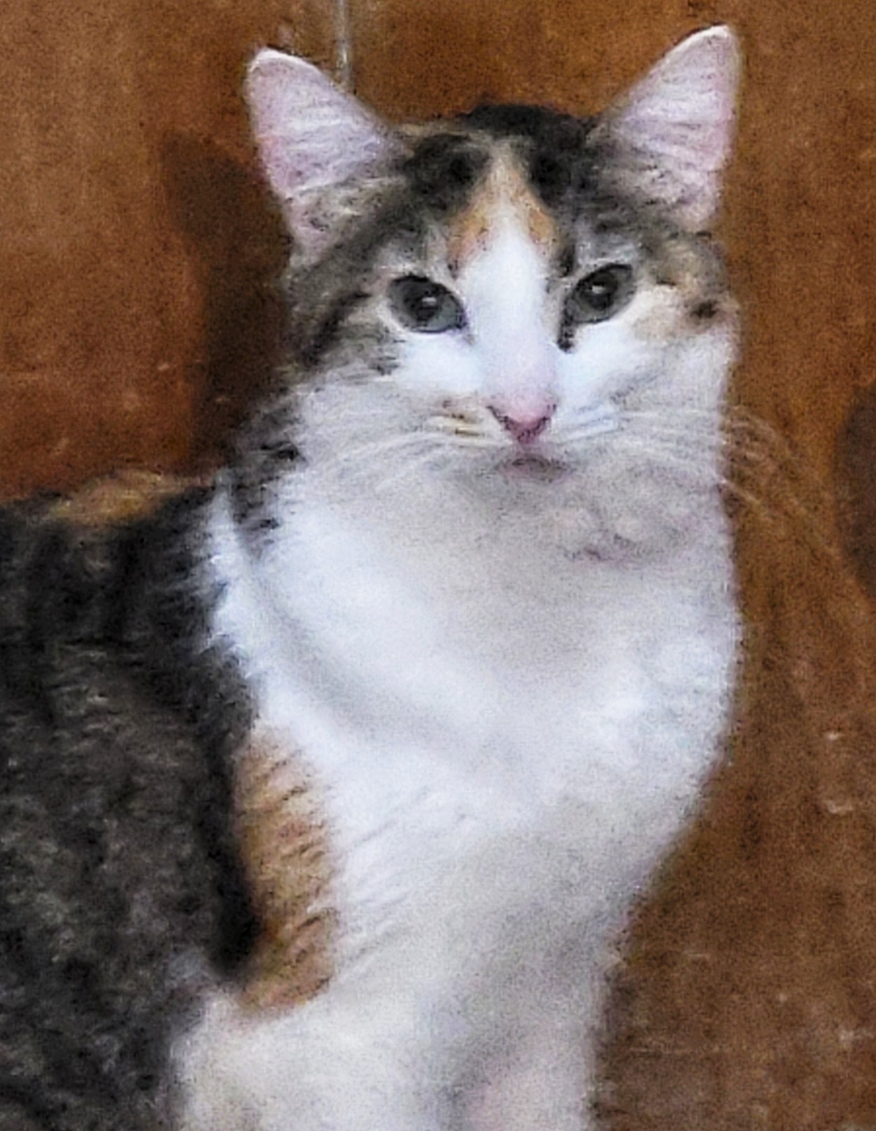 Enlarge Irene, a Adoptable mixed breed in River Forest, IL image 3/6