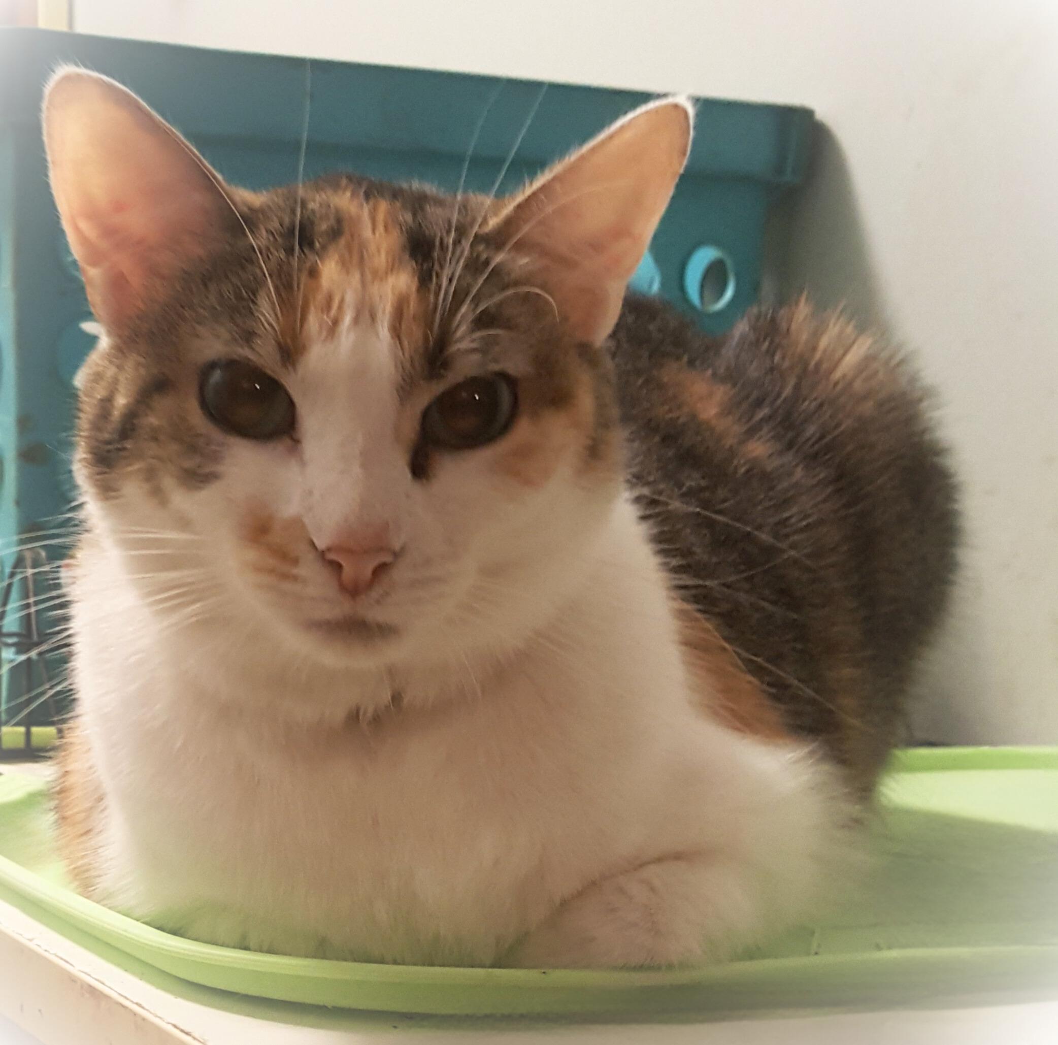 Irene, Adoptable, Adult Female Calico.