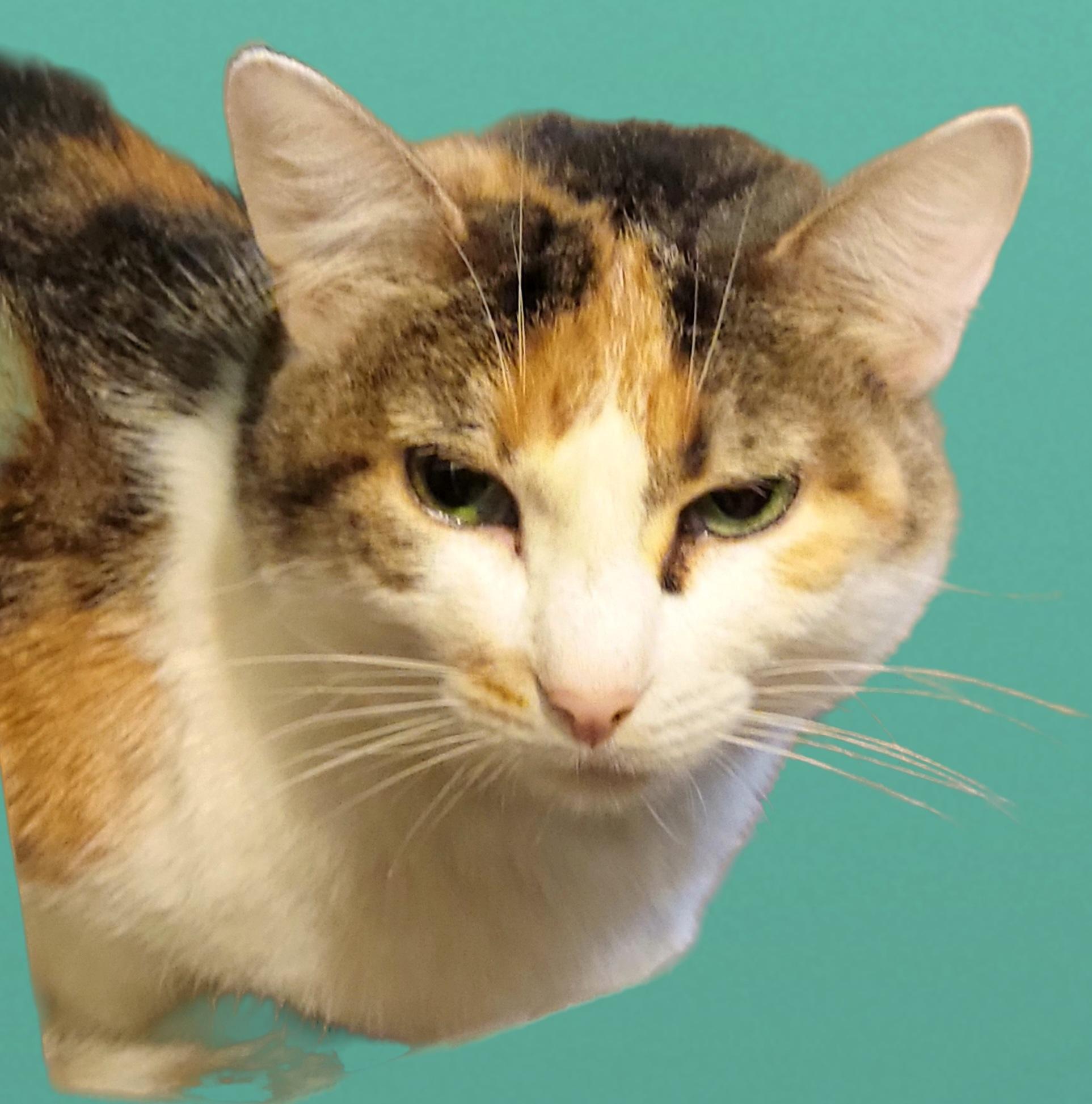 Irene, Adoptable, Adult Female Calico.