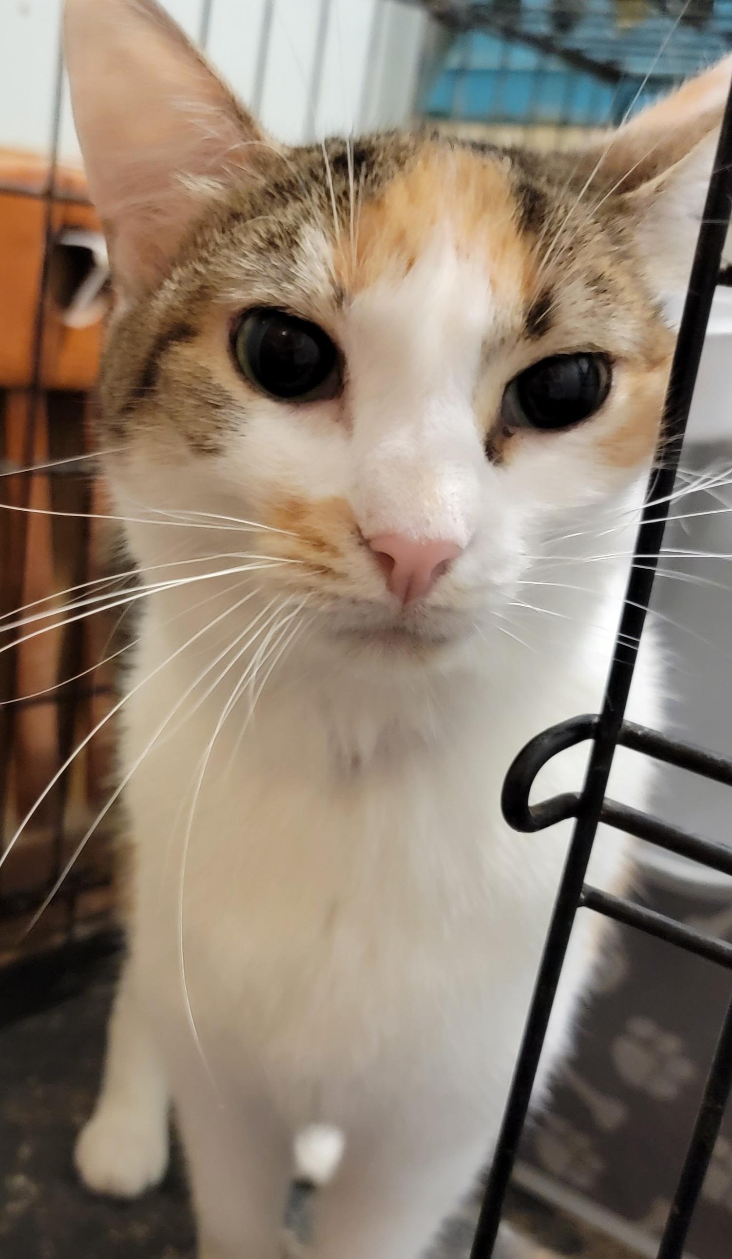 Irene, Adult Female unknown
