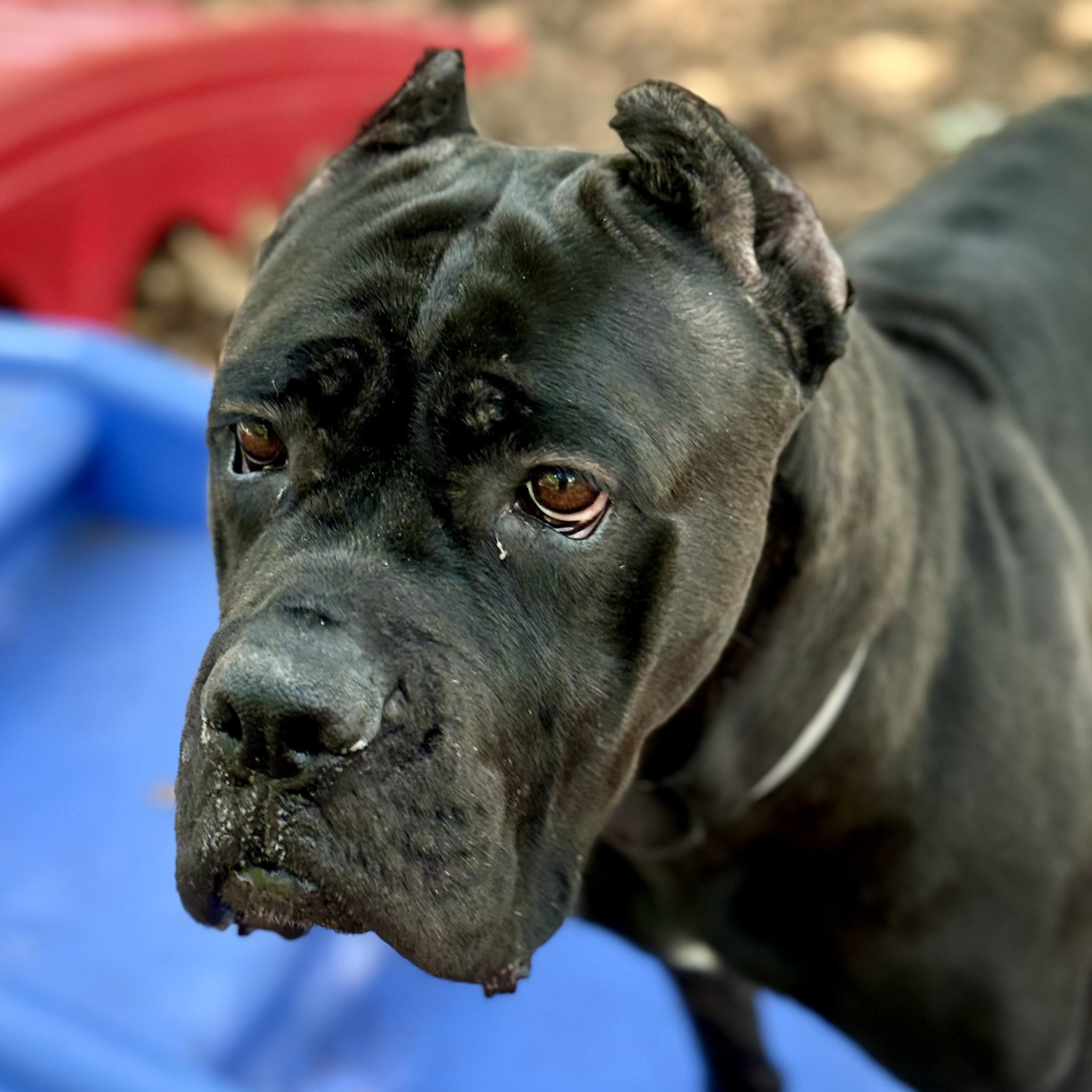 Cardi- 52925, ADOPTABLE, Adult Female Cane Corso.