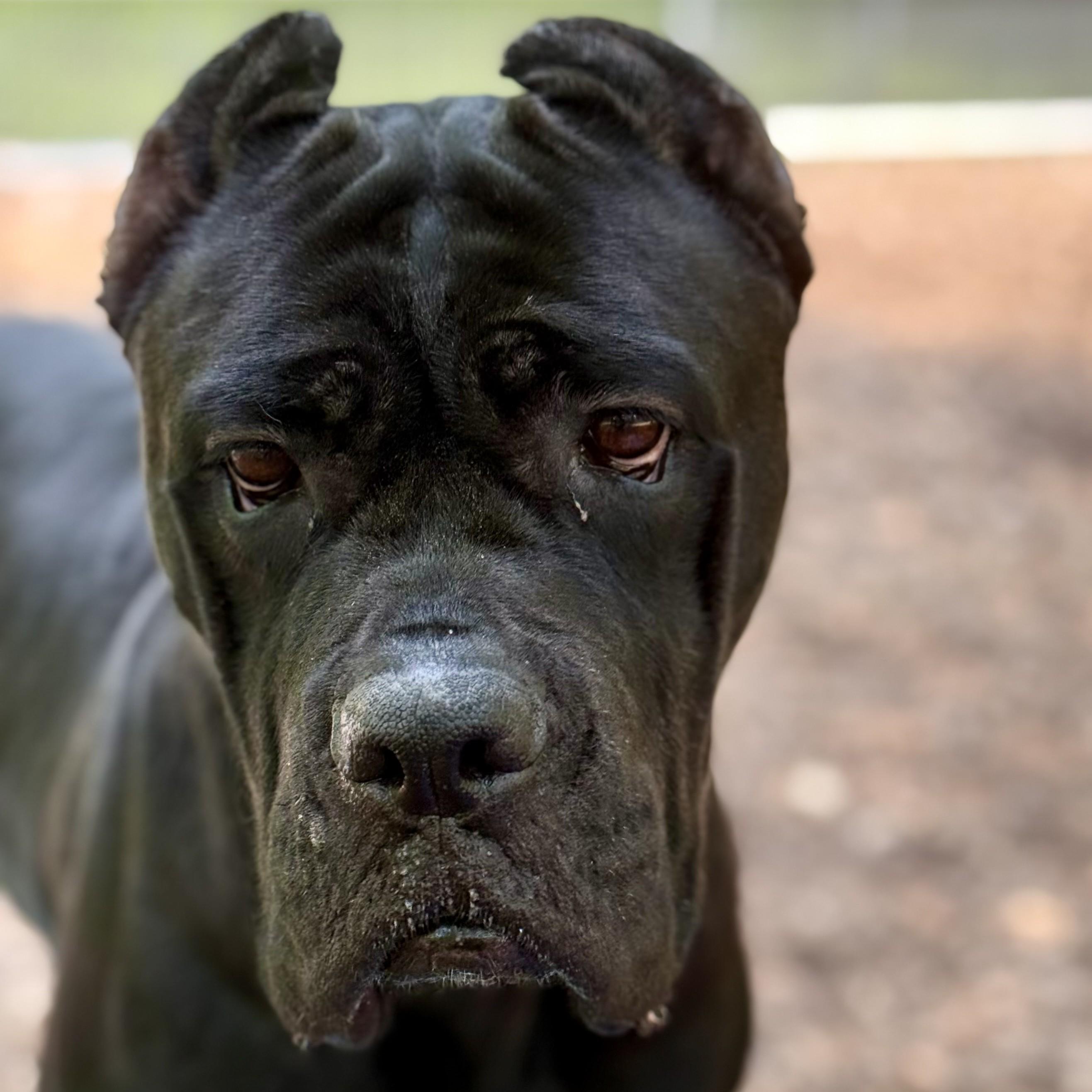 Cardi- 52925, a ADOPTABLE Cane Corso in Columbia, MD image 2/4