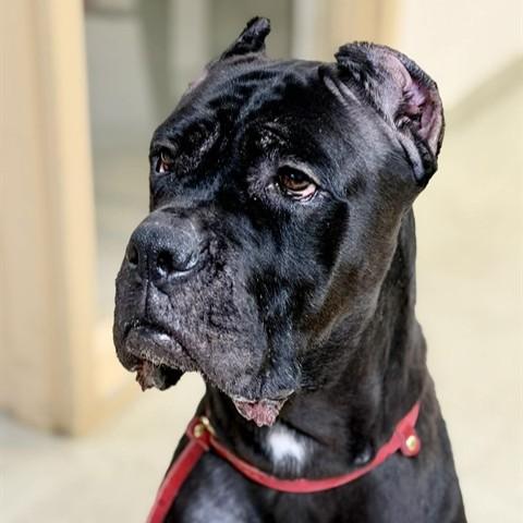 Cardi- 52925, a ADOPTABLE Cane Corso in Columbia, MD image 3/4
