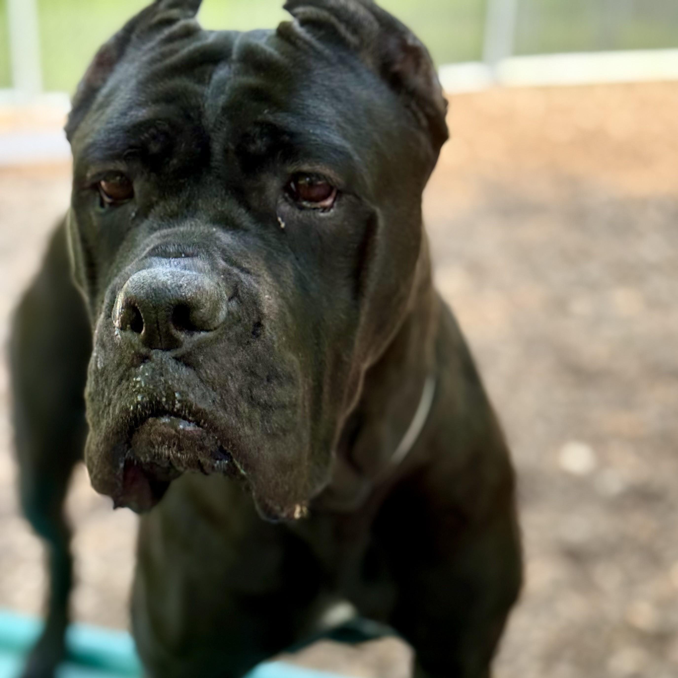 Cardi- 52925, a ADOPTABLE Cane Corso in Columbia, MD image 4/4
