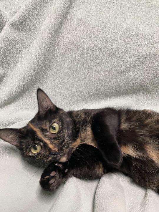 Princess Atta, a ADOPTABLE Domestic Short Hair in Jackson, MI image 2/6