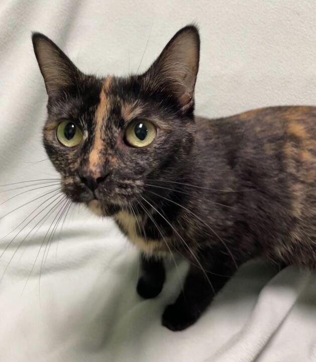 Princess Atta, a ADOPTABLE Domestic Short Hair in Jackson, MI image 3/6