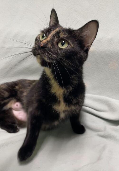 Princess Atta, a ADOPTABLE Domestic Short Hair in Jackson, MI image 5/6