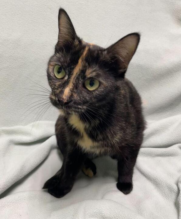 Princess Atta, a ADOPTABLE Domestic Short Hair in Jackson, MI image 4/6