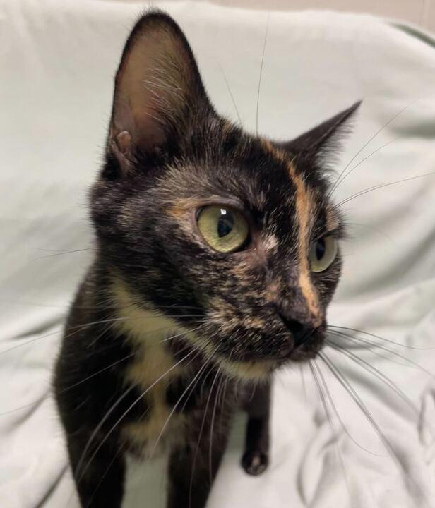 Princess Atta, a ADOPTABLE Domestic Short Hair in Jackson, MI image 6/6