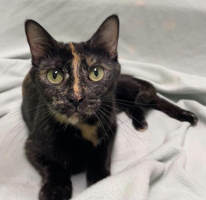 Princess Atta, ADOPTABLE, Adult Female Domestic Short Hair.