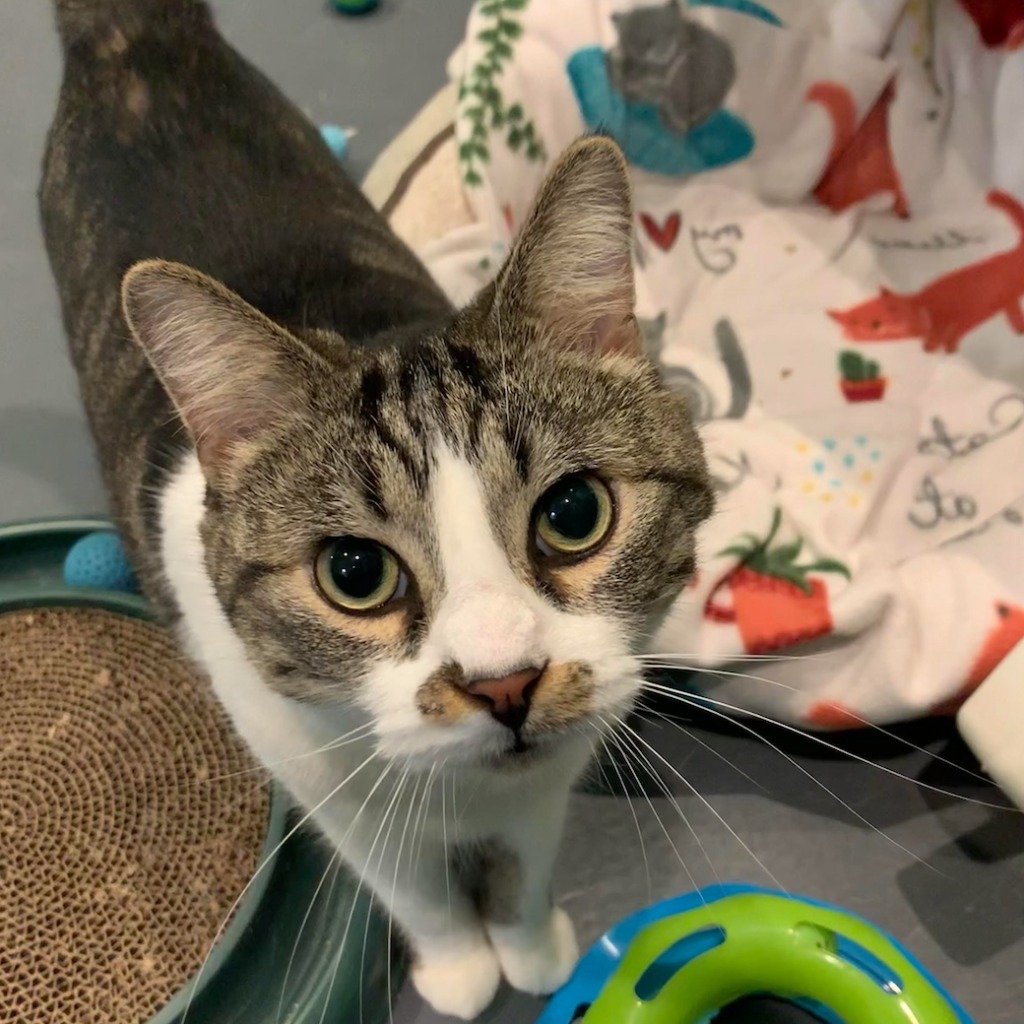Maxwell, Adult Male Domestic Short Hair