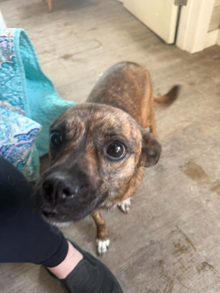 Pumpkin, Adoptable, Adult Female Dachshund.