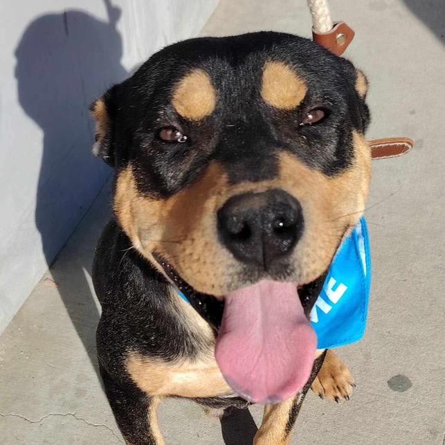 Dexter, Adoptable, Adult Male Rottweiler.