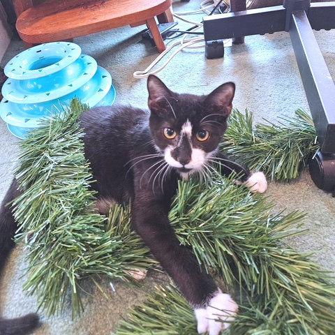 Enlarge Diamond, a Adoptable Domestic Short Hair in Rutherfordton, NC image 1/6