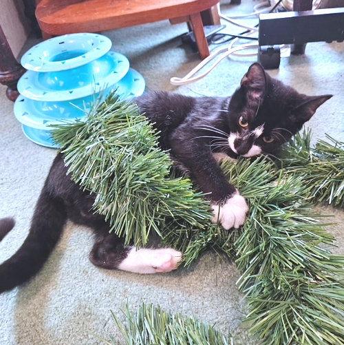 Enlarge Diamond, a Adoptable Domestic Short Hair in Rutherfordton, NC image 2/6