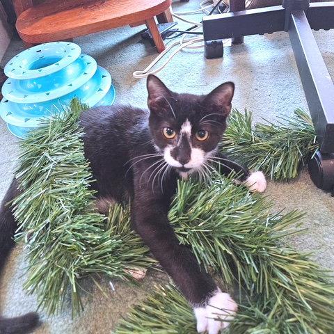 Diamond, a Adoptable Domestic Short Hair in Rutherfordton, NC image 2/3
