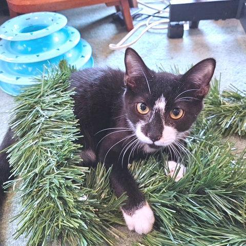 Enlarge Diamond, a Adoptable Domestic Short Hair in Rutherfordton, NC image 6/6