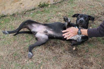 Inky, Adoptable, Adult Male Pit Bull Terrier & Mixed Breed.
