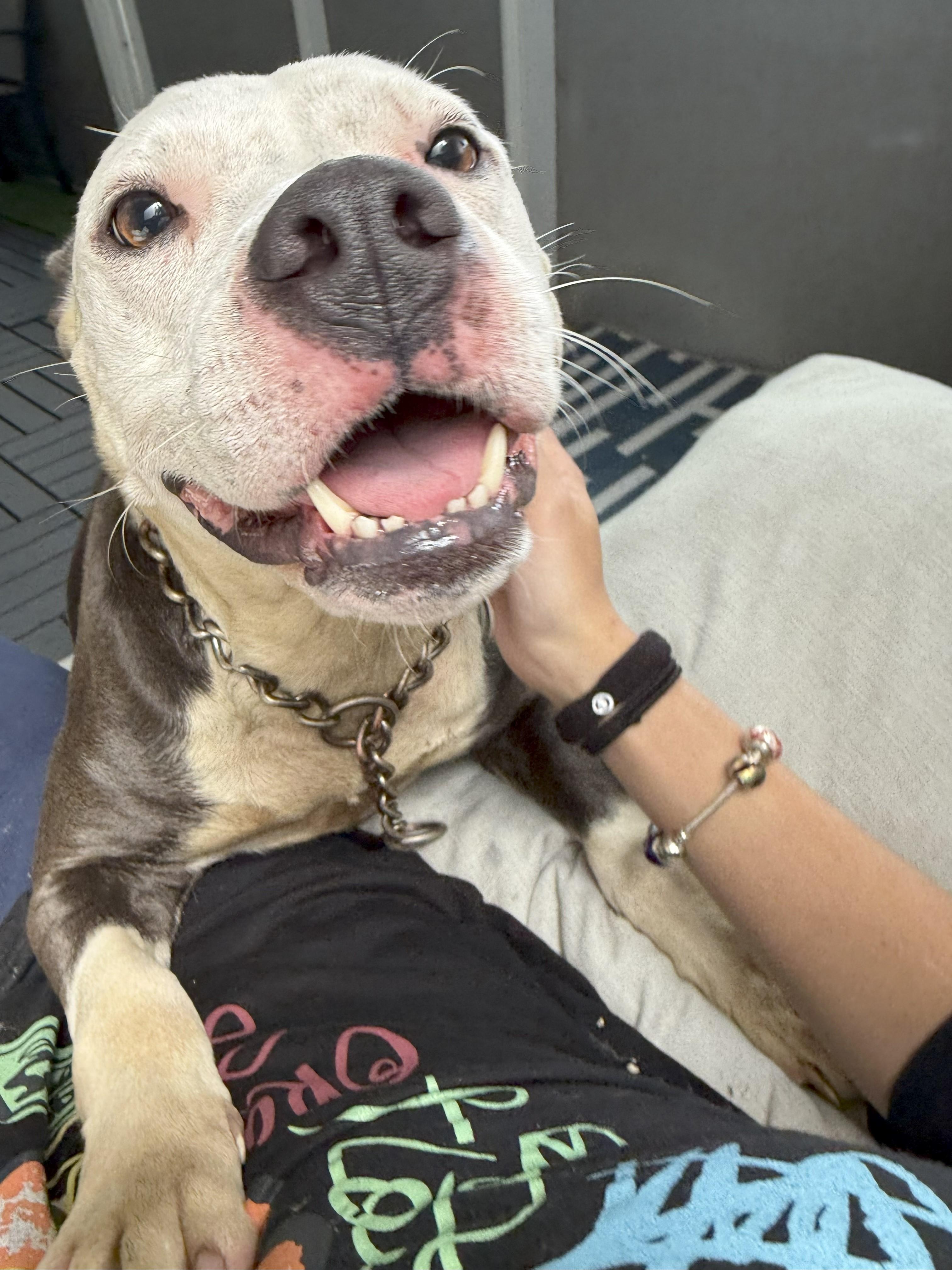 Enlarge Lola, a Adoptable Pit Bull Terrier in Boca Raton, FL image 1/1