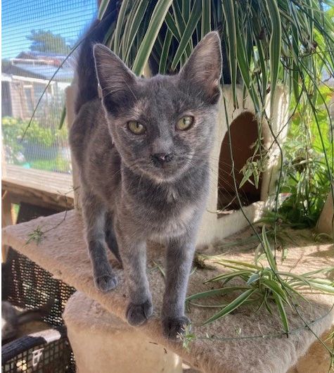 Enlarge Biscuits, a Adoptable Domestic Short Hair in Rome, PA image 1/1
