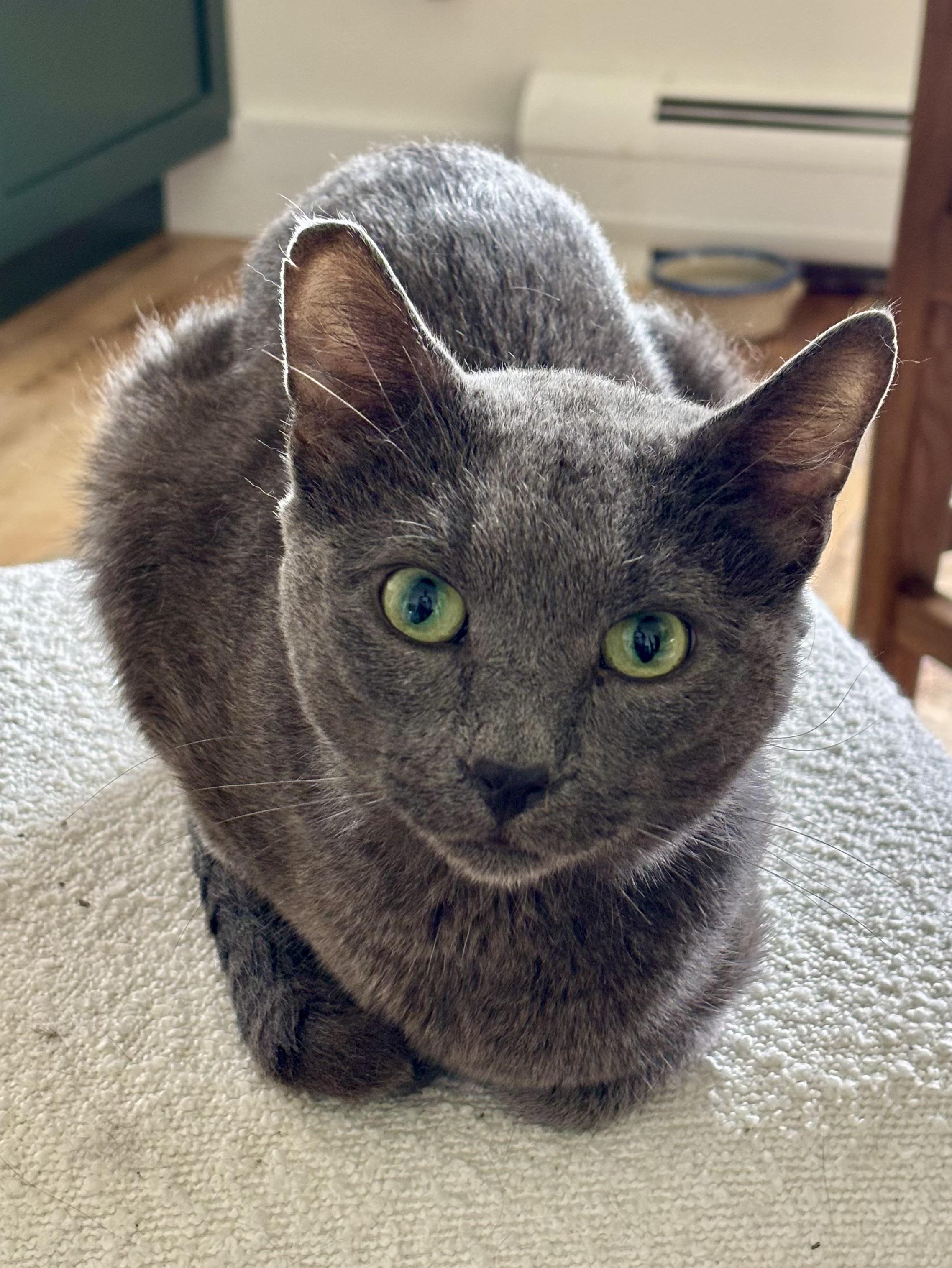 Enlarge Marty McFly, an adopted Domestic Short Hair in Groveland, MA image 1/6