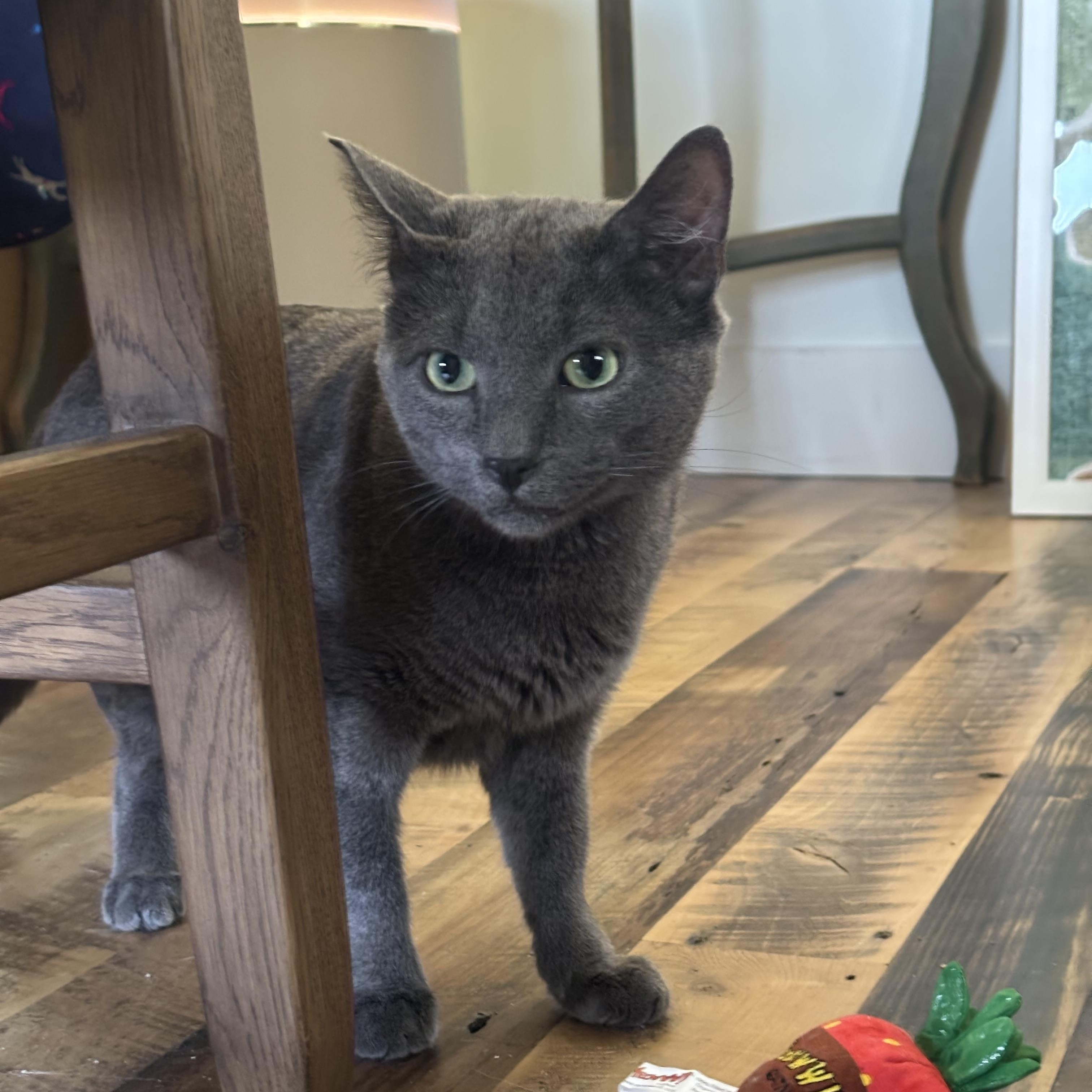 Enlarge Marty McFly, an adopted Domestic Short Hair in Groveland, MA image 4/6