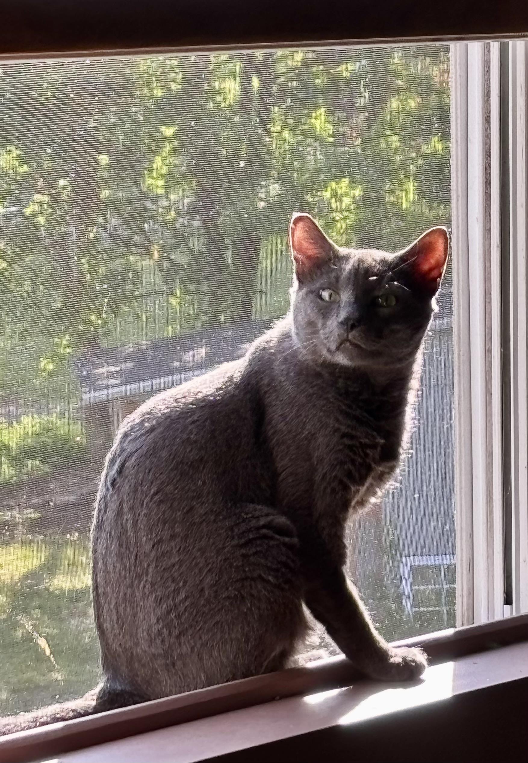 Enlarge Marty McFly, an adopted Domestic Short Hair in Groveland, MA image 3/6